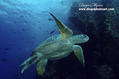 foto de buceo