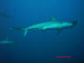 foto de buceo