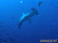 foto de buceo
