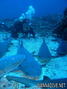 foto de buceo