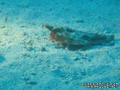 foto de buceo