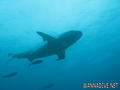 foto de buceo