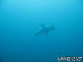 foto de buceo