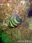 foto de buceo