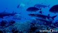 foto de buceo