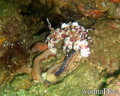foto de buceo