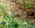 foto de buceo