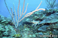 foto de buceo