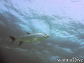 foto de buceo