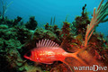 foto de buceo