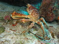 foto de buceo