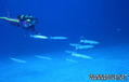foto de buceo