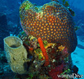 foto de buceo