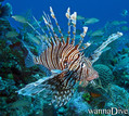 foto de buceo