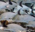 foto de buceo