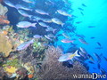 foto de buceo