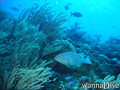 foto de buceo