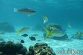 foto de buceo