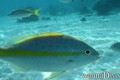foto de buceo