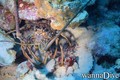foto de buceo