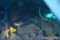 foto de buceo