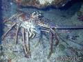 foto de buceo
