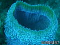foto de buceo