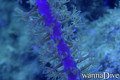 foto de buceo