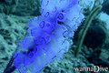 foto de buceo