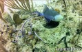 foto de buceo