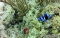 foto de buceo