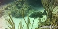 foto de buceo