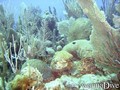 foto de buceo