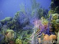 foto de buceo