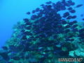foto de buceo