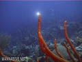 foto de buceo