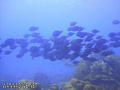 foto de buceo