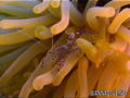 foto de buceo