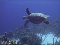 foto de buceo