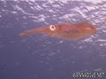 foto de buceo