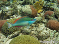 foto de buceo