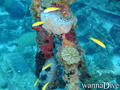 foto de buceo