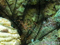 foto de buceo