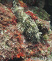 foto de buceo