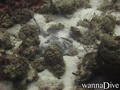 foto de buceo