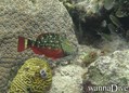 foto de buceo
