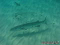 foto de buceo