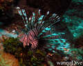 foto de buceo