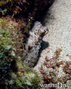 foto de buceo