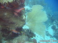 foto de buceo